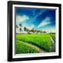 Vintage Retro Hipster Style Travel Image of Rural Indian Scene - Rice Paddy Field and Palms. Tamil-f9photos-Framed Photographic Print