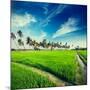 Vintage Retro Hipster Style Travel Image of Rural Indian Scene - Rice Paddy Field and Palms. Tamil-f9photos-Mounted Photographic Print