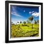 Vintage Retro Hipster Style Travel Image of Tea Plantations. Munnar, Kerala, India-f9photos-Framed Photographic Print