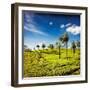 Vintage Retro Hipster Style Travel Image of Tea Plantations. Munnar, Kerala, India-f9photos-Framed Photographic Print