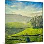 Vintage Retro Hipster Style Travel Image of Tea Plantations with Grunge Texture Overlaid. Munnar, K-f9photos-Mounted Photographic Print