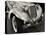 Vintage Roadster-Gasoline Images-Stretched Canvas