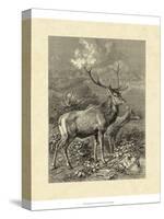 Vintage Roe Deer II-Specht Friedrich-Stretched Canvas