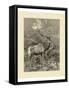 Vintage Roe Deer II-Specht Friedrich-Framed Stretched Canvas