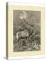 Vintage Roe Deer II-Specht Friedrich-Stretched Canvas