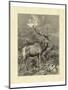 Vintage Roe Deer II-Specht Friedrich-Mounted Art Print