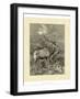 Vintage Roe Deer II-Specht Friedrich-Framed Art Print