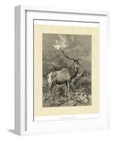 Vintage Roe Deer II-Specht Friedrich-Framed Art Print