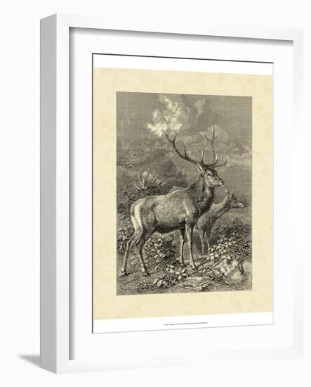 Vintage Roe Deer II-Specht Friedrich-Framed Art Print