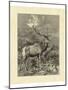 Vintage Roe Deer II-Specht Friedrich-Mounted Art Print