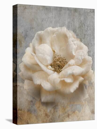 Vintage Rose 1-Jai Johnson-Stretched Canvas