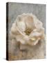 Vintage Rose 1-Jai Johnson-Stretched Canvas