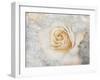 Vintage Rose 2-Jai Johnson-Framed Giclee Print