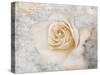 Vintage Rose 2-Jai Johnson-Stretched Canvas