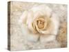 Vintage Rose 5-Jai Johnson-Stretched Canvas