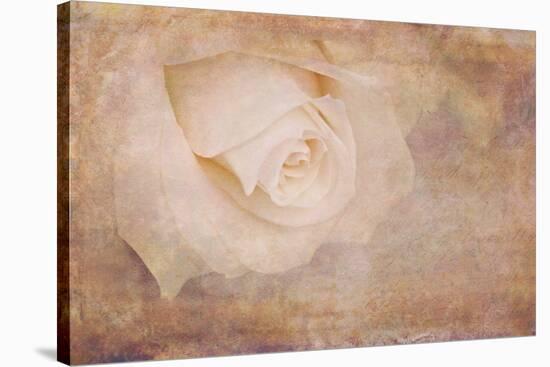Vintage Rose Card-Cora Niele-Stretched Canvas