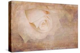 Vintage Rose Card-Cora Niele-Stretched Canvas