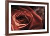 Vintage Rose-Andreas Stridsberg-Framed Giclee Print