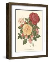 Vintage Roses I-null-Framed Art Print