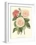 Vintage Roses II-Vision Studio-Framed Art Print