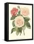 Vintage Roses II-Vision Studio-Framed Stretched Canvas