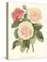 Vintage Roses II-Vision Studio-Stretched Canvas