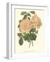 Vintage Roses III-Vision Studio-Framed Art Print