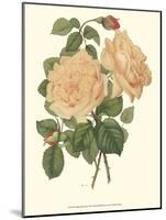 Vintage Roses III-Vision Studio-Mounted Art Print