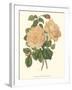 Vintage Roses III-Vision Studio-Framed Art Print