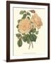 Vintage Roses III-Vision Studio-Framed Art Print