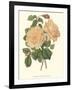 Vintage Roses III-Vision Studio-Framed Art Print