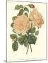 Vintage Roses III-Vision Studio-Mounted Art Print