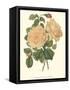 Vintage Roses III-Vision Studio-Framed Stretched Canvas