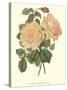 Vintage Roses III-Vision Studio-Stretched Canvas