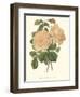 Vintage Roses III-Vision Studio-Framed Art Print