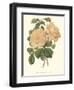 Vintage Roses III-Vision Studio-Framed Art Print