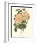 Vintage Roses III-Vision Studio-Framed Art Print
