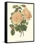 Vintage Roses III-Vision Studio-Framed Stretched Canvas