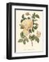 Vintage Roses IV-null-Framed Art Print