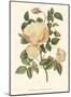 Vintage Roses IV-null-Mounted Art Print