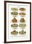 Vintage Salad-The Vintage Collection-Framed Giclee Print