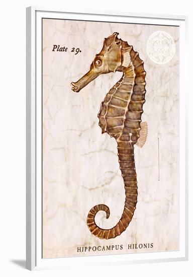 Vintage Seahorse, Hippocampus Hilonis, Sea Horse-Christine Zalewski-Framed Premium Giclee Print