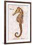 Vintage Seahorse, Hippocampus Hilonis, Sea Horse-Christine Zalewski-Framed Premium Giclee Print