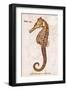 Vintage Seahorse, Hippocampus Hilonis, Sea Horse-Christine Zalewski-Framed Art Print