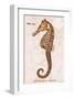 Vintage Seahorse, Hippocampus Hilonis, Sea Horse-Christine Zalewski-Framed Art Print