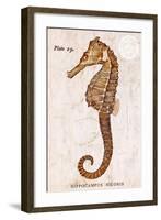 Vintage Seahorse, Hippocampus Hilonis, Sea Horse-Christine Zalewski-Framed Art Print