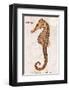 Vintage Seahorse, Hippocampus Hilonis, Sea Horse-Christine Zalewski-Framed Art Print