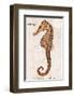 Vintage Seahorse, Hippocampus Hilonis, Sea Horse-Christine Zalewski-Framed Art Print