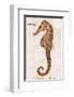 Vintage Seahorse, Hippocampus Hilonis, Sea Horse-Christine Zalewski-Framed Art Print