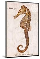 Vintage Seahorse, Hippocampus Hilonis, Sea Horse-Christine Zalewski-Mounted Art Print